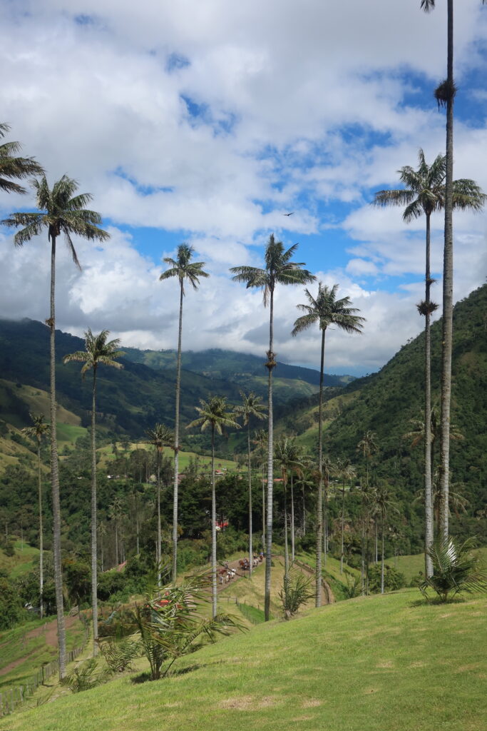 Tall wax palm trees in Cocora Valley in Salento, Colombia.