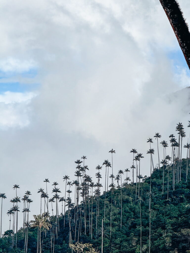Misty view of Cocora Valley in Colombia’s Coffee Region with rolling green hills and towering wax palm trees
