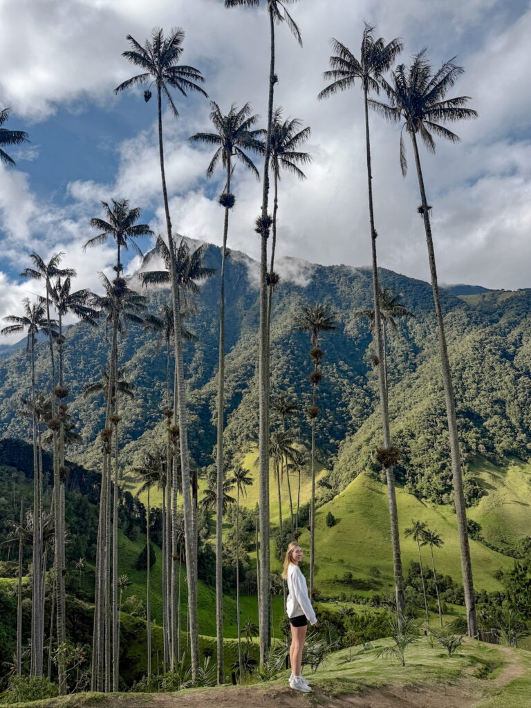 Tall wax palms in Cocora Valley near Salento, Colombia