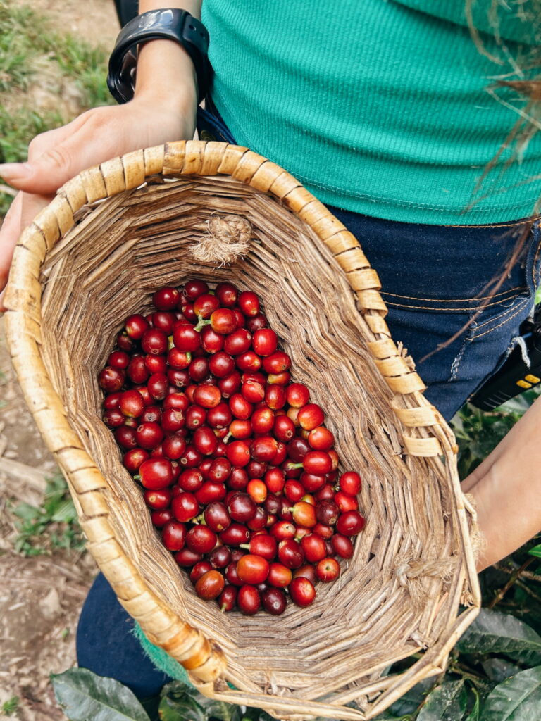 Coffee plants and workers at a coffee farm near Salento, Colombia