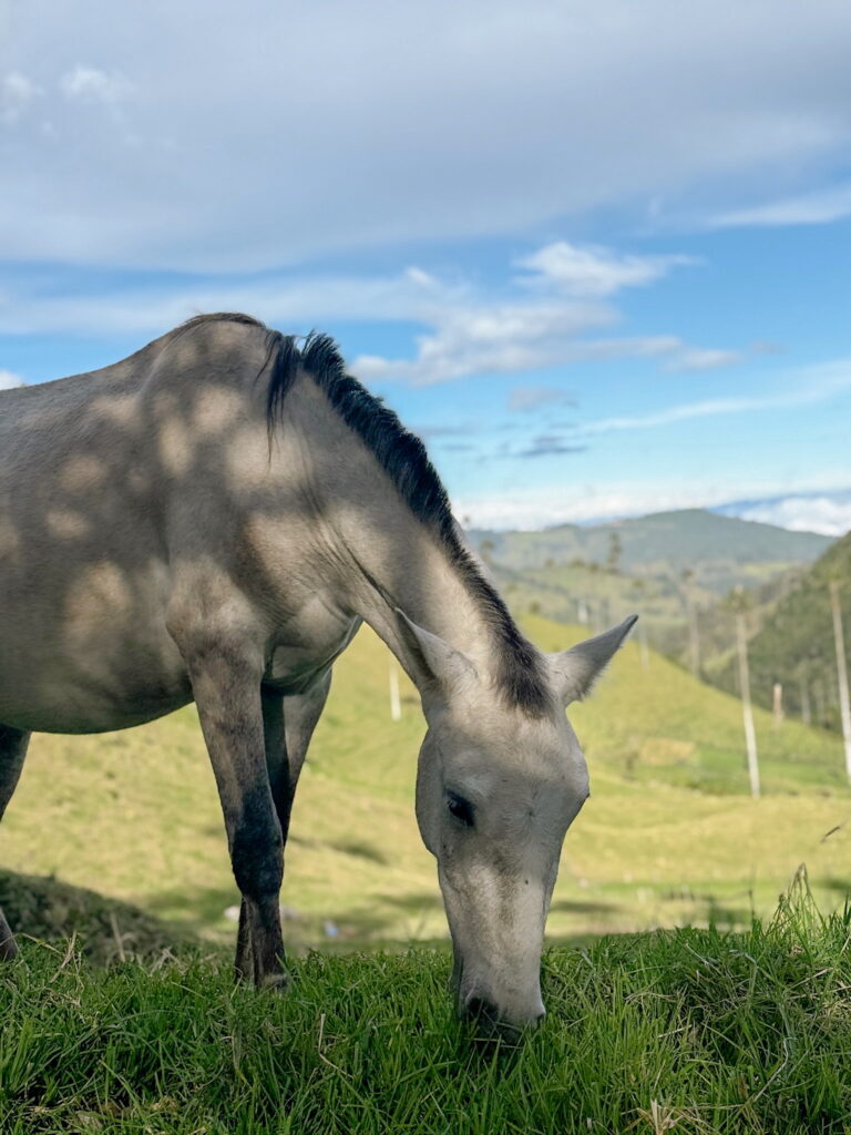 Horseback riding through the scenic Cocora Valley near Salento, Colombia