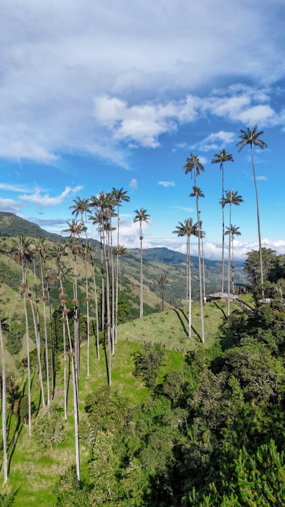 Misty Cocora Valley in Colombia with rolling green hills and towering wax palms