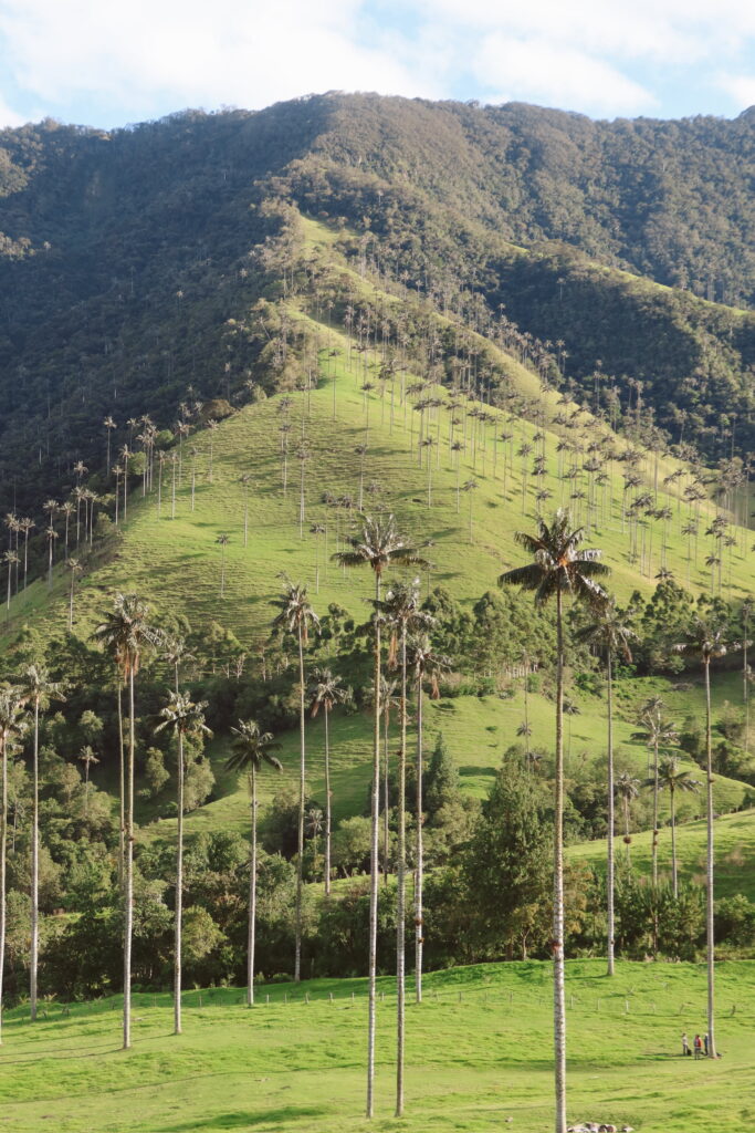 Another towering wax palm in Cocora Valley with green hills surrounding it