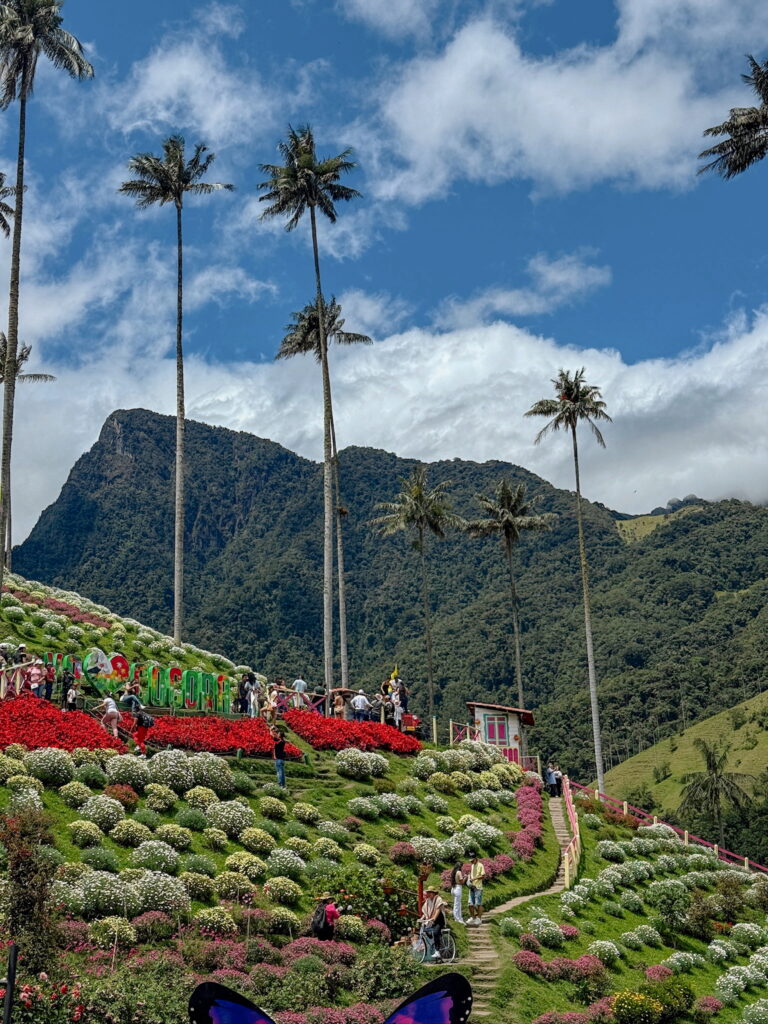 Cocora Valley in Colombia with towering wax palms and mountainous backdrop