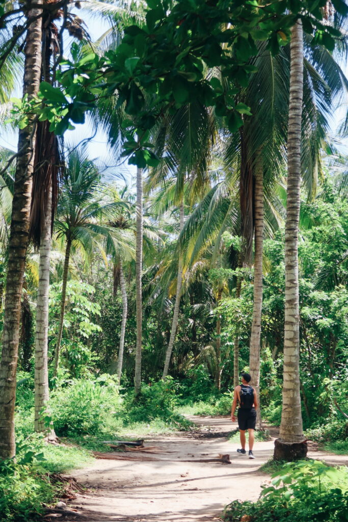 ungle hiking trail in Tayrona National Park leading toward the Caribbean beaches
