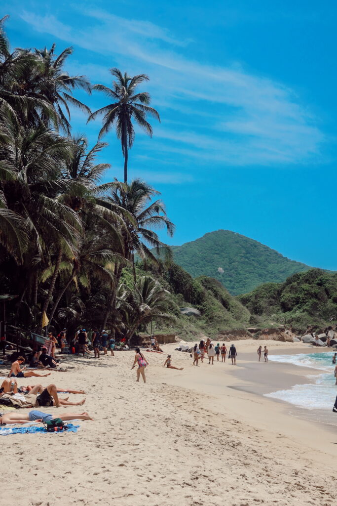 Monkey in jungle at Tayrona National Park, Colombia. Best things to do in . Tayrona National Park Tips