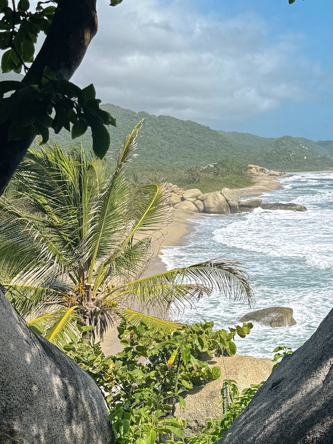 Beach meeting jungle in Tayrona National Park with palm trees and Caribbean waves
