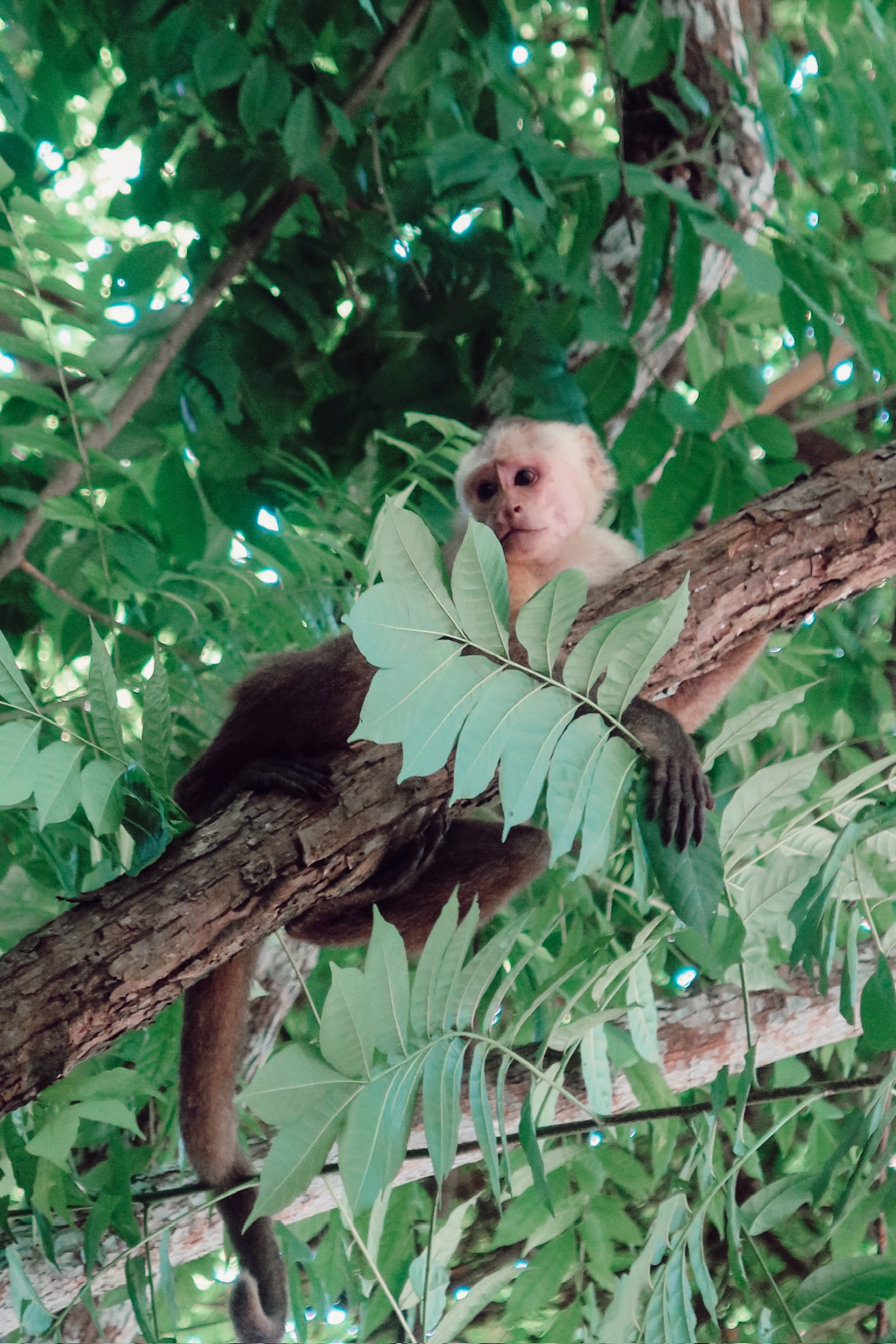 Monkey in Tayrona National Park, Colombia, sitting on a tree branch surrounded by jungle