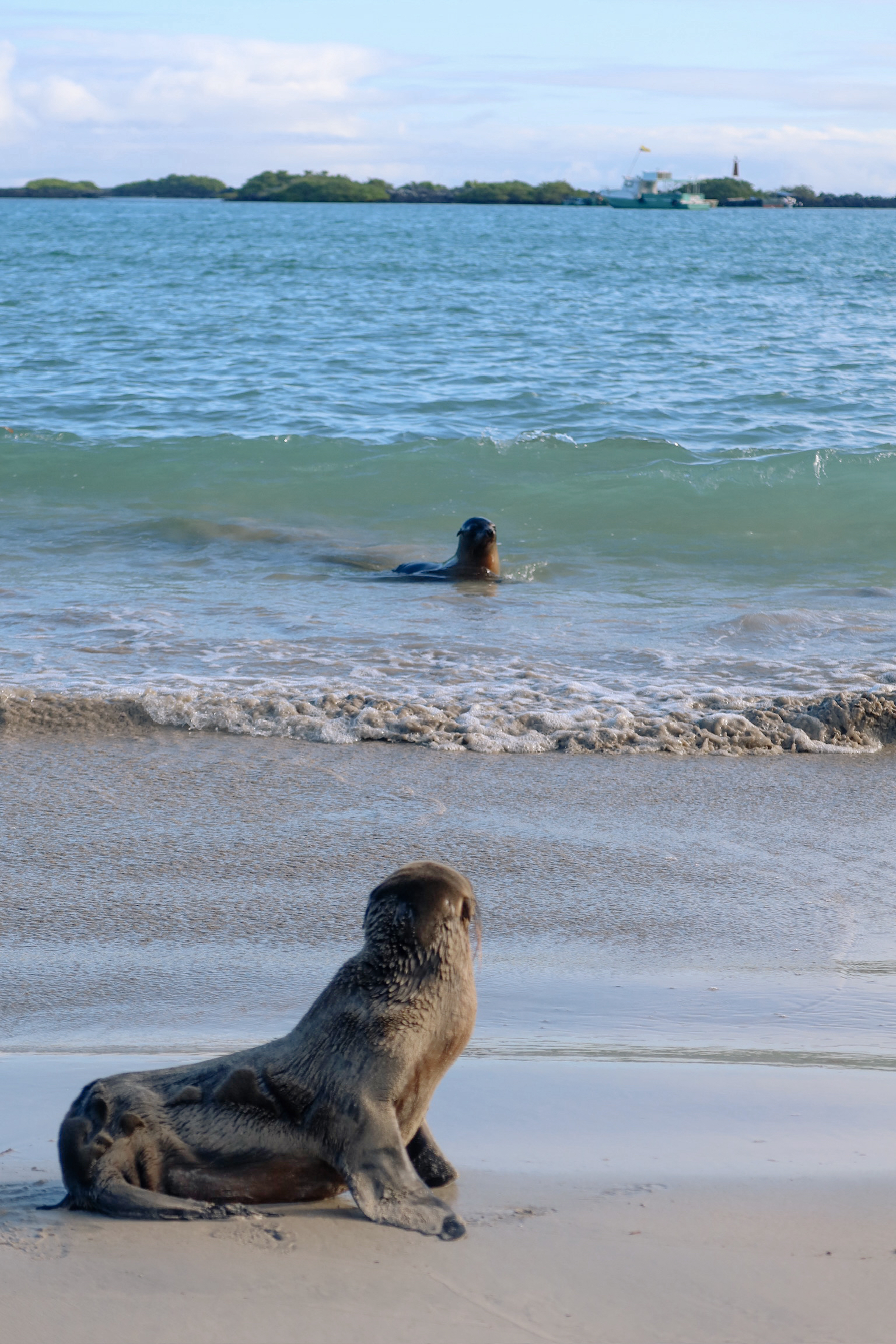 A tiny baby sea lion pup sitting in the shallow ocean water and looking directly up at its mother swimming right next to it.