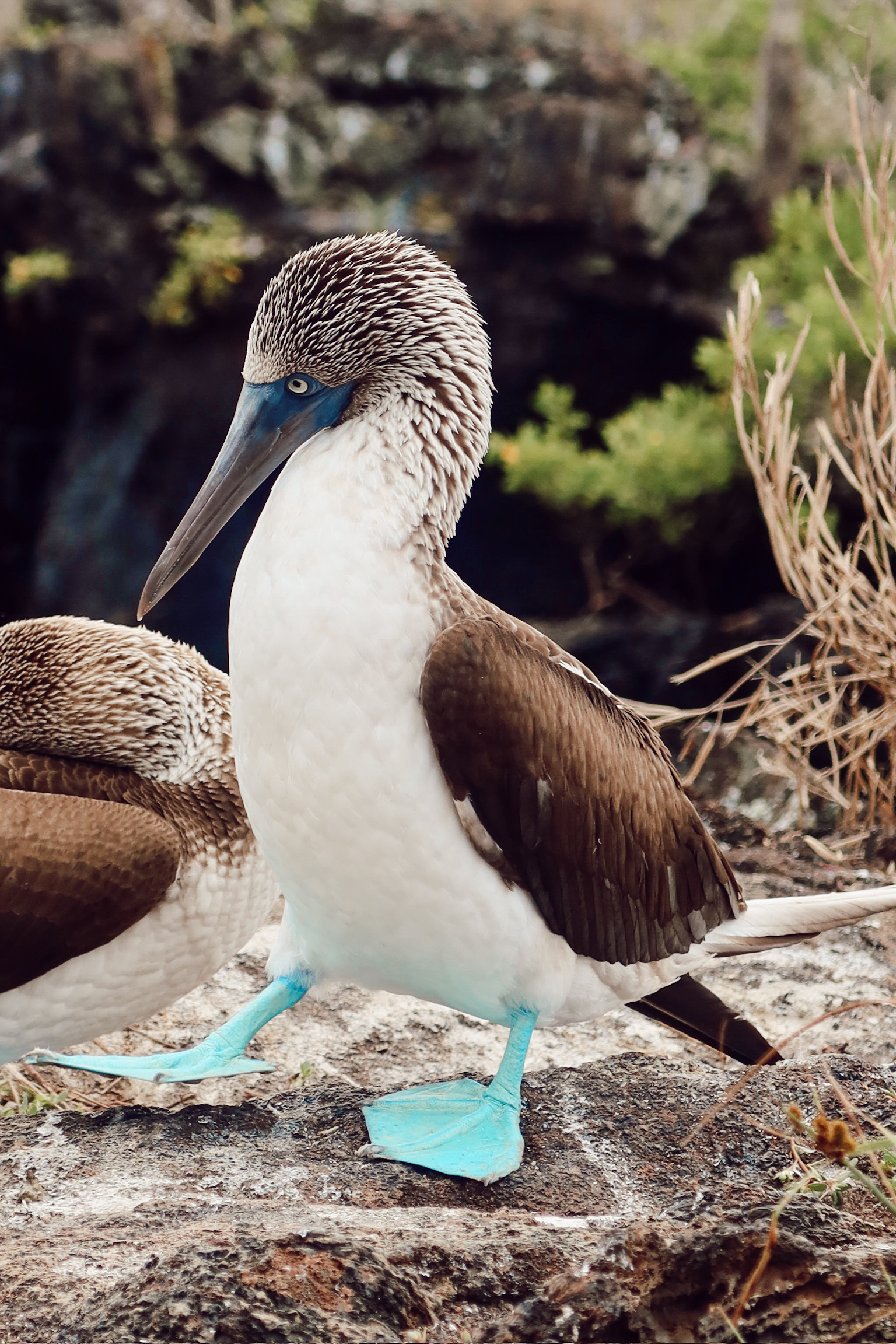 One of the best things to do in Isabela Island Galapagos is see a single blue footed booby bird with bright blue webbed feet standing proudly on a dark volcanic rock cliff edge.
