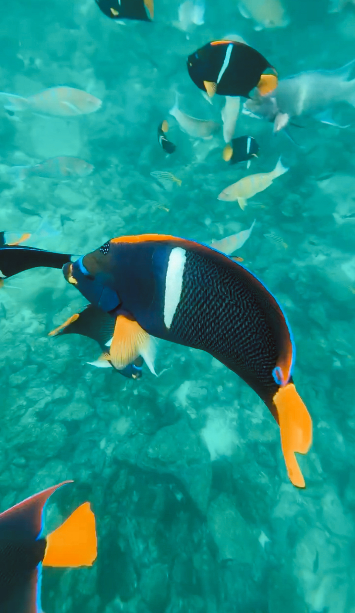 A large school of bright colourful tropical fish swimming around dark volcanic rocks underwater in clear ocean water.