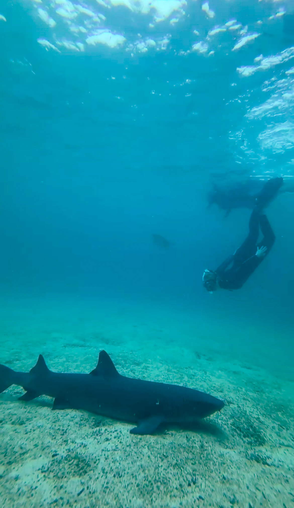 A backpacker diving deep down into the clear blue ocean water towards a large white tip reef shark resting on the sandy seabed.