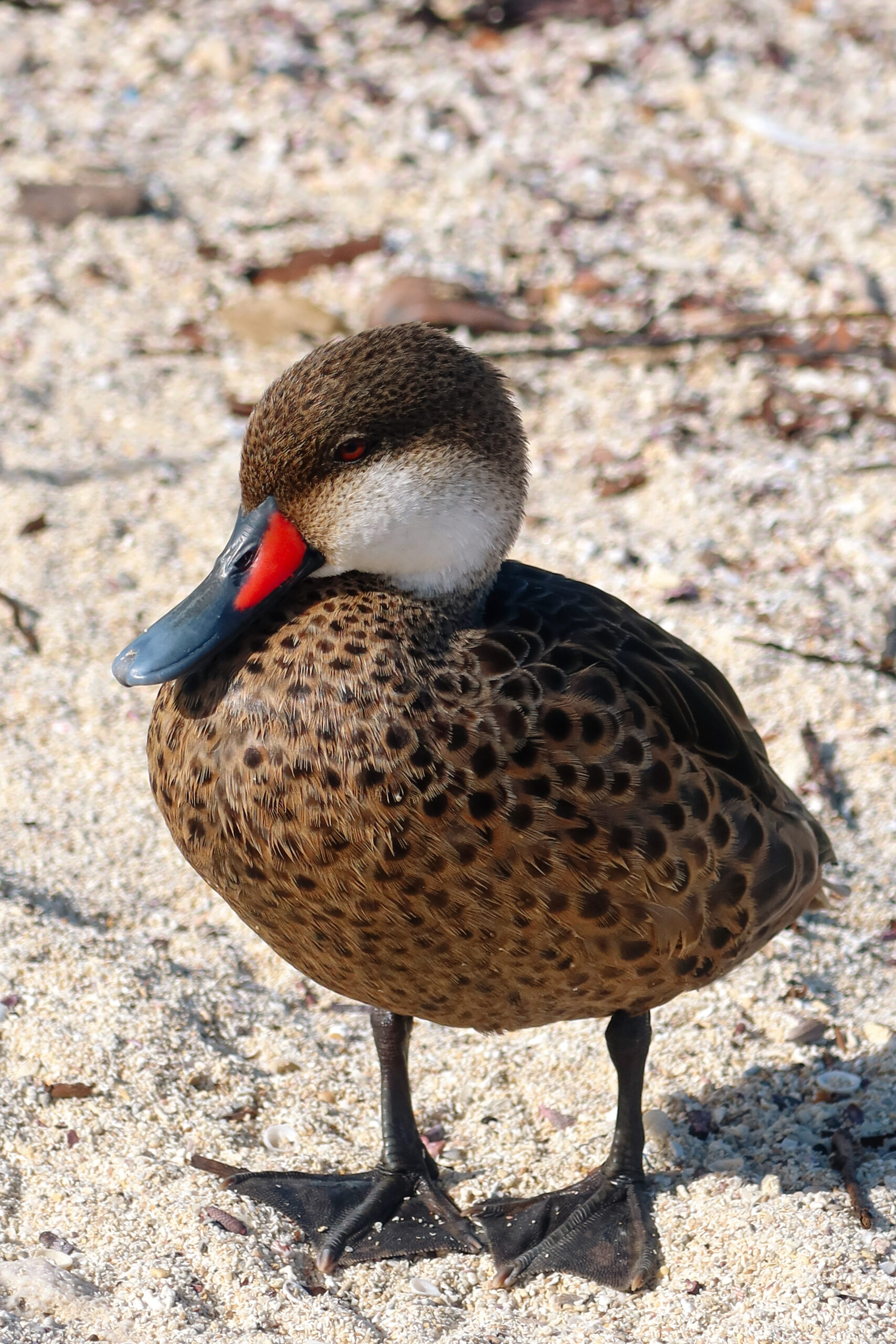 A small resident duck standing on the sand at Playa de los Alemanes right next to where beach towels are laid out.