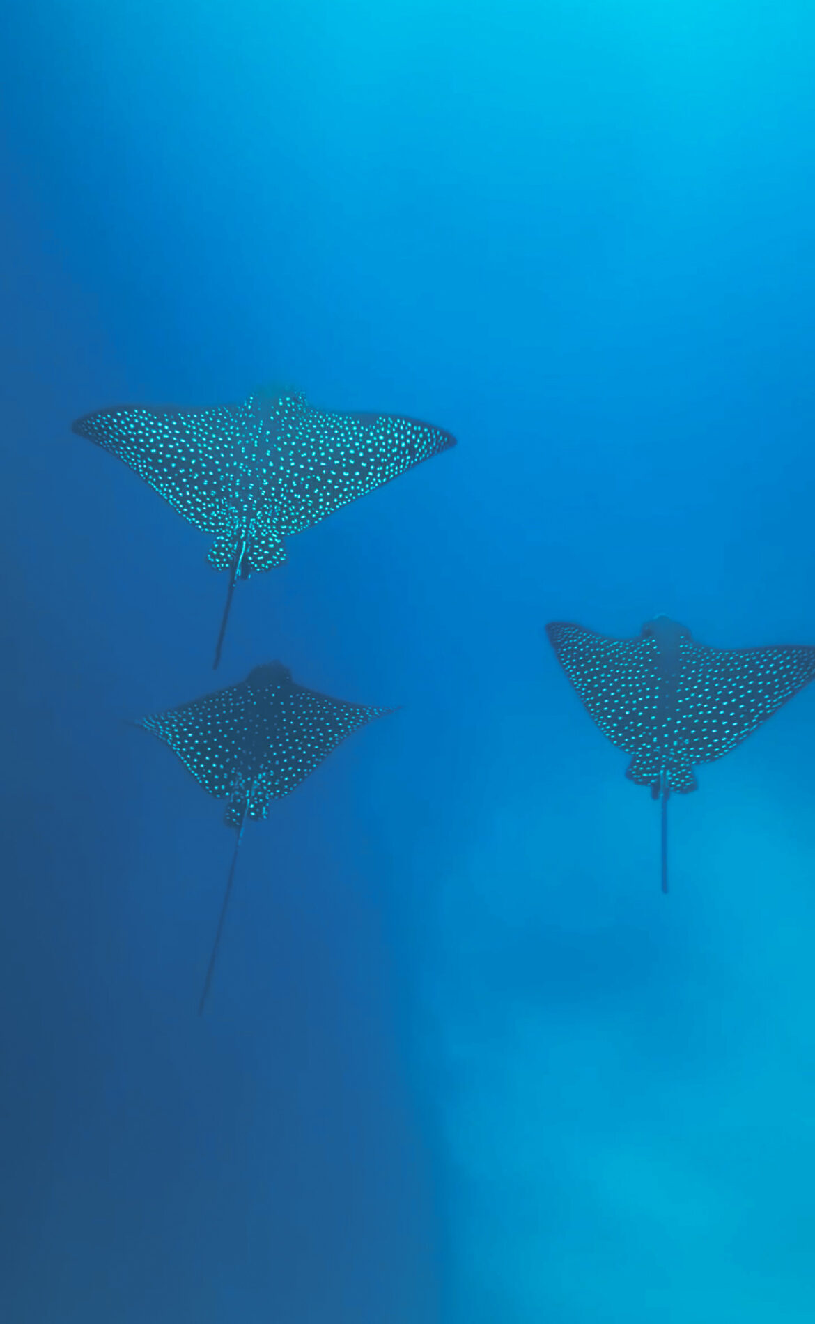 A group of large spotted eagle rays with white patterns gliding gracefully through the deep blue ocean water.