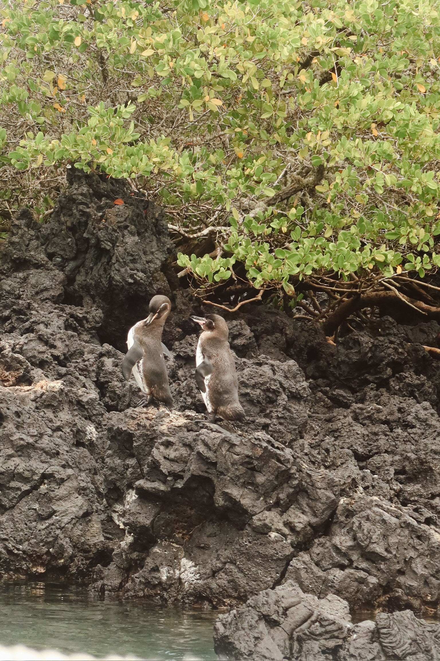 2 tiny native Galapagos penguins standing close together on the edge of a dark volcanic rock structure right above the sea waves.