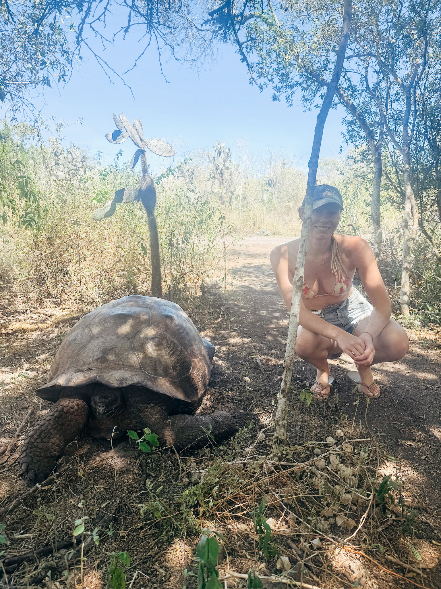 A backpacker standing on a dirt path right next to a massive wild giant tortoise roaming freely in the green bushes.