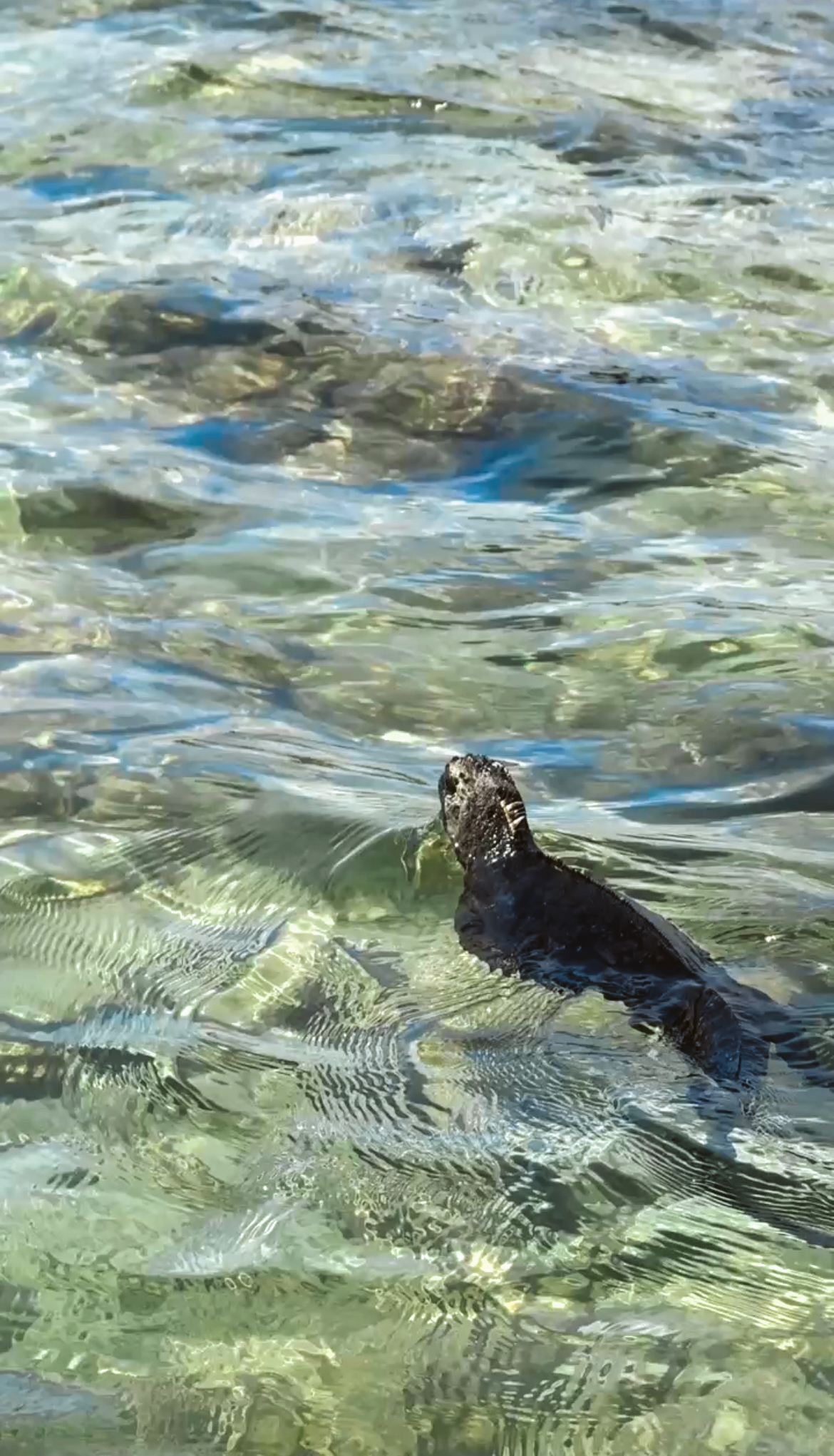 A large black native marine iguana using its long tail to swim smoothly through the surface of the clear ocean water.