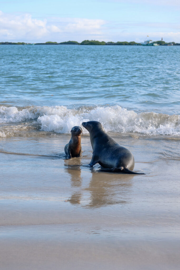 A tiny baby sea lion pup sitting in the shallow ocean water and looking directly up at its mother swimming right next to it.