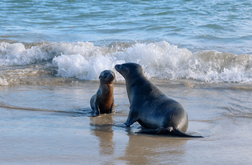 A tiny baby sea lion pup sitting in the shallow ocean water and looking directly up at its mother swimming right next to it.