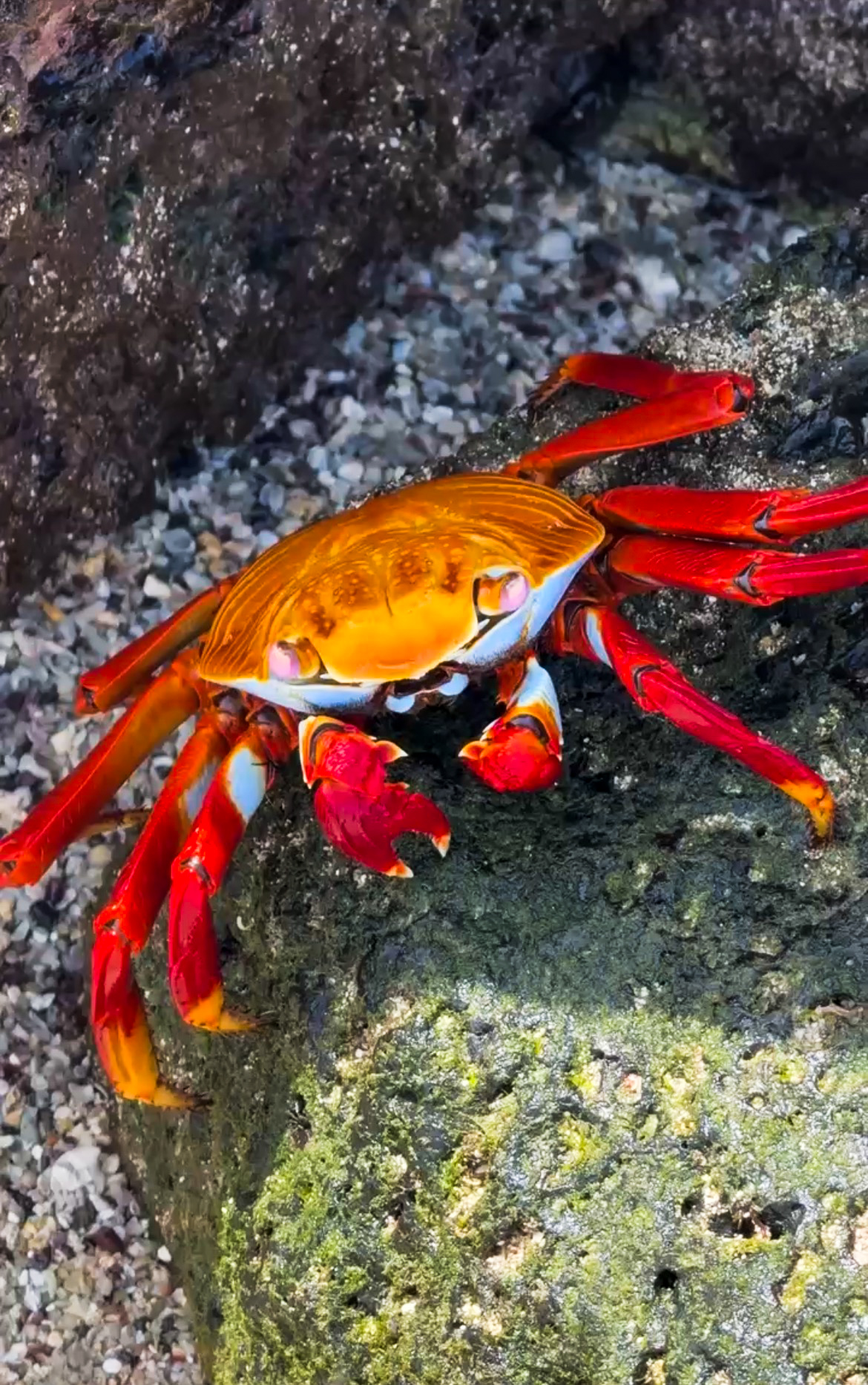 A vibrant bright red Sally Lightfoot crab crawling over the dark volcanic rocks at Playa de la Estacion near the conservation grounds.