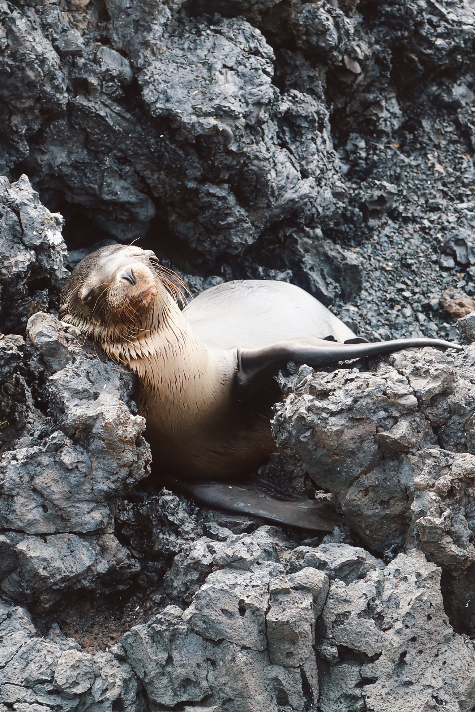 A single sea lion sleeping peacefully on the sharp black lava rocks right next to a narrow water channel.
