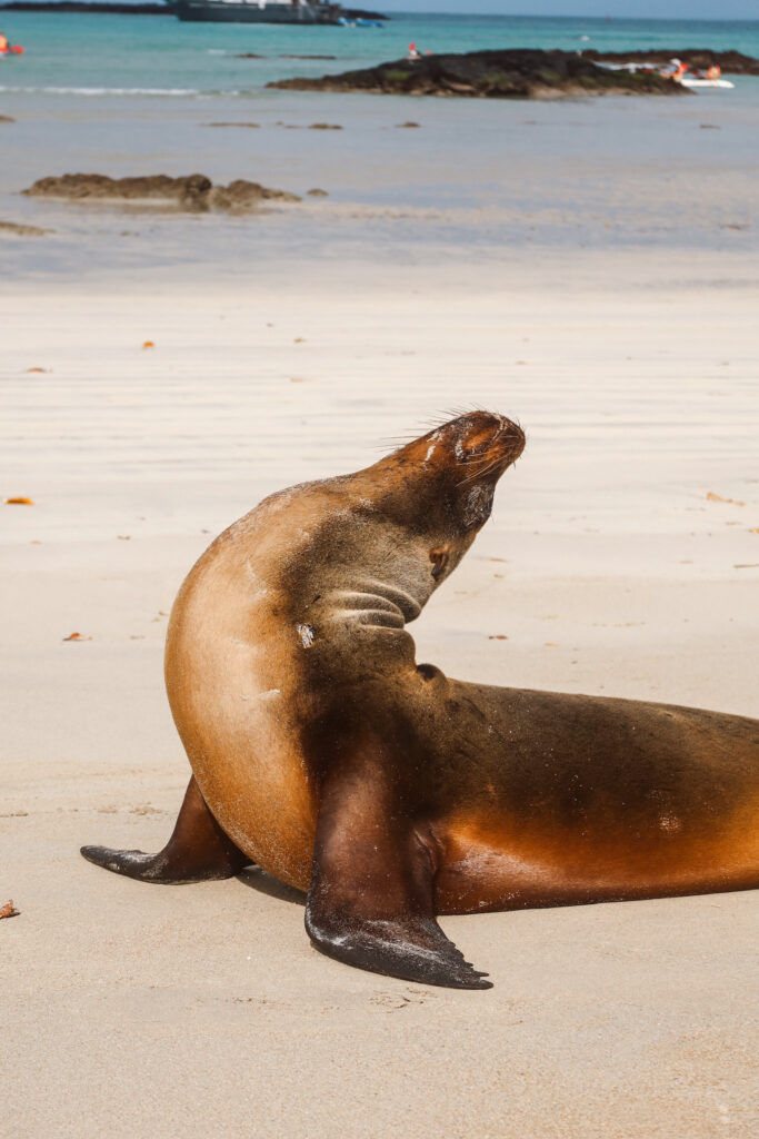 A wild sea lion lying on the white sand and lifting its flippers into the air to complete a massive stretch.