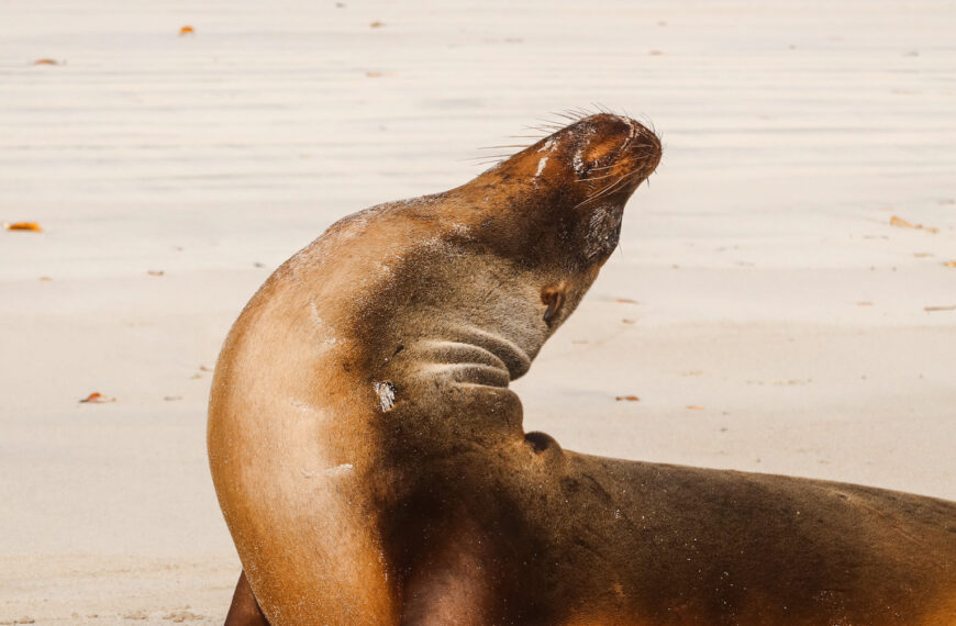 A wild sea lion lying on the white sand and lifting its flippers into the air to complete a massive stretch.