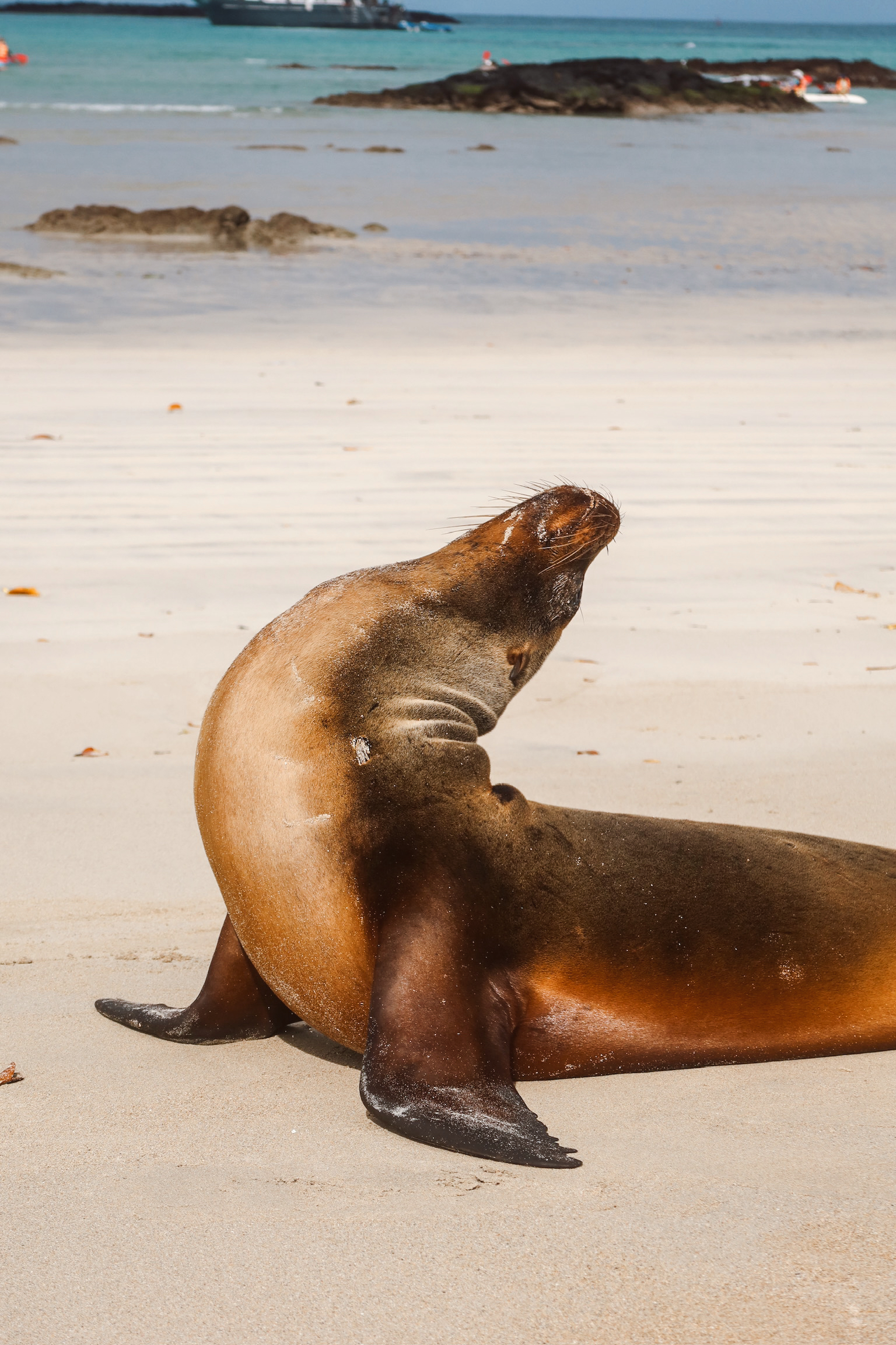 A wild sea lion lying on the white sand and lifting its flippers into the air to complete a massive stretch.