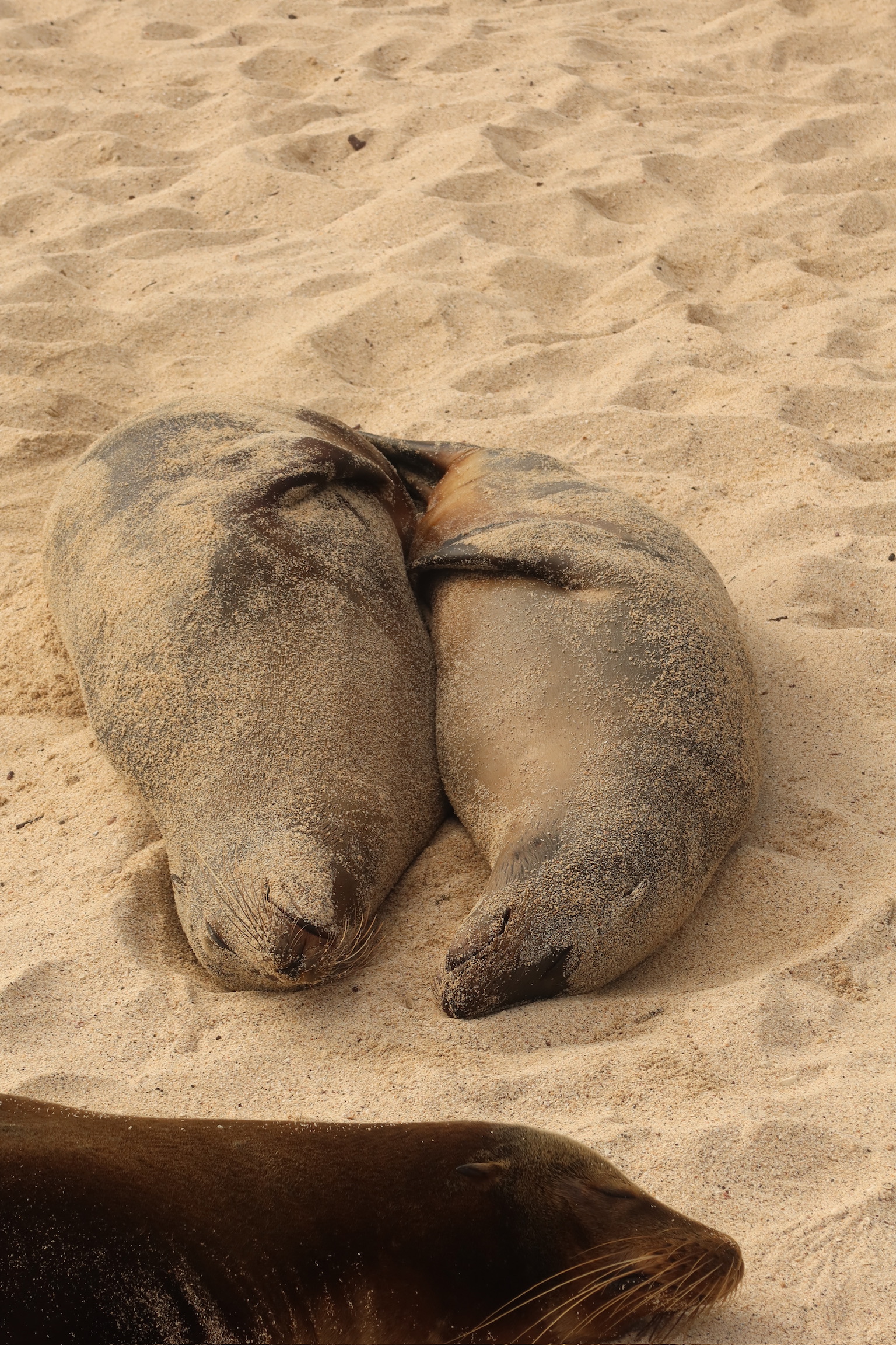 2 large wild sea lions tightly hugging each other while sleeping peacefully on the soft sand