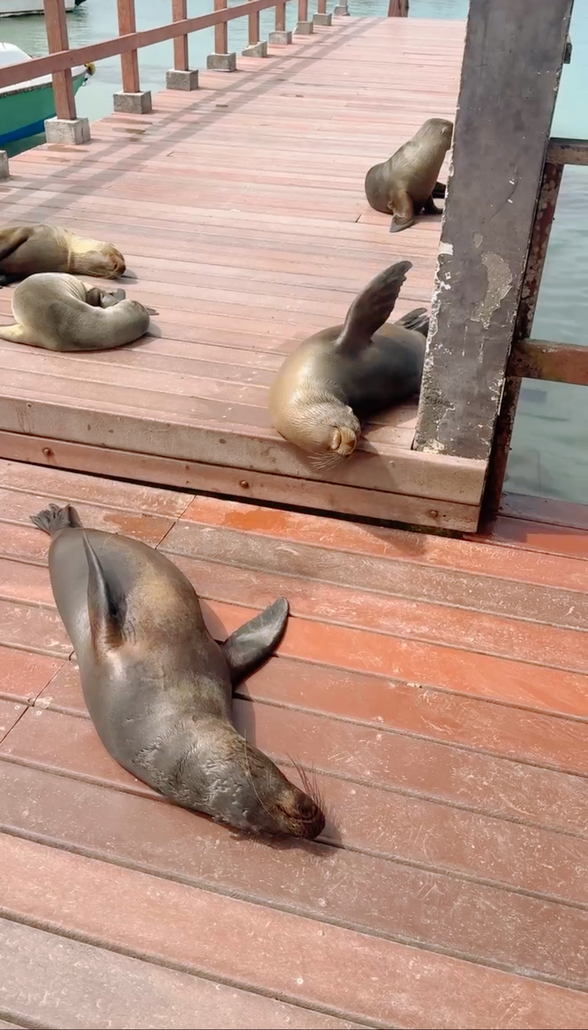 Around 20 wild sea lions all sunbathing and sleeping closely together on the wooden planks of the main boat docking pier.