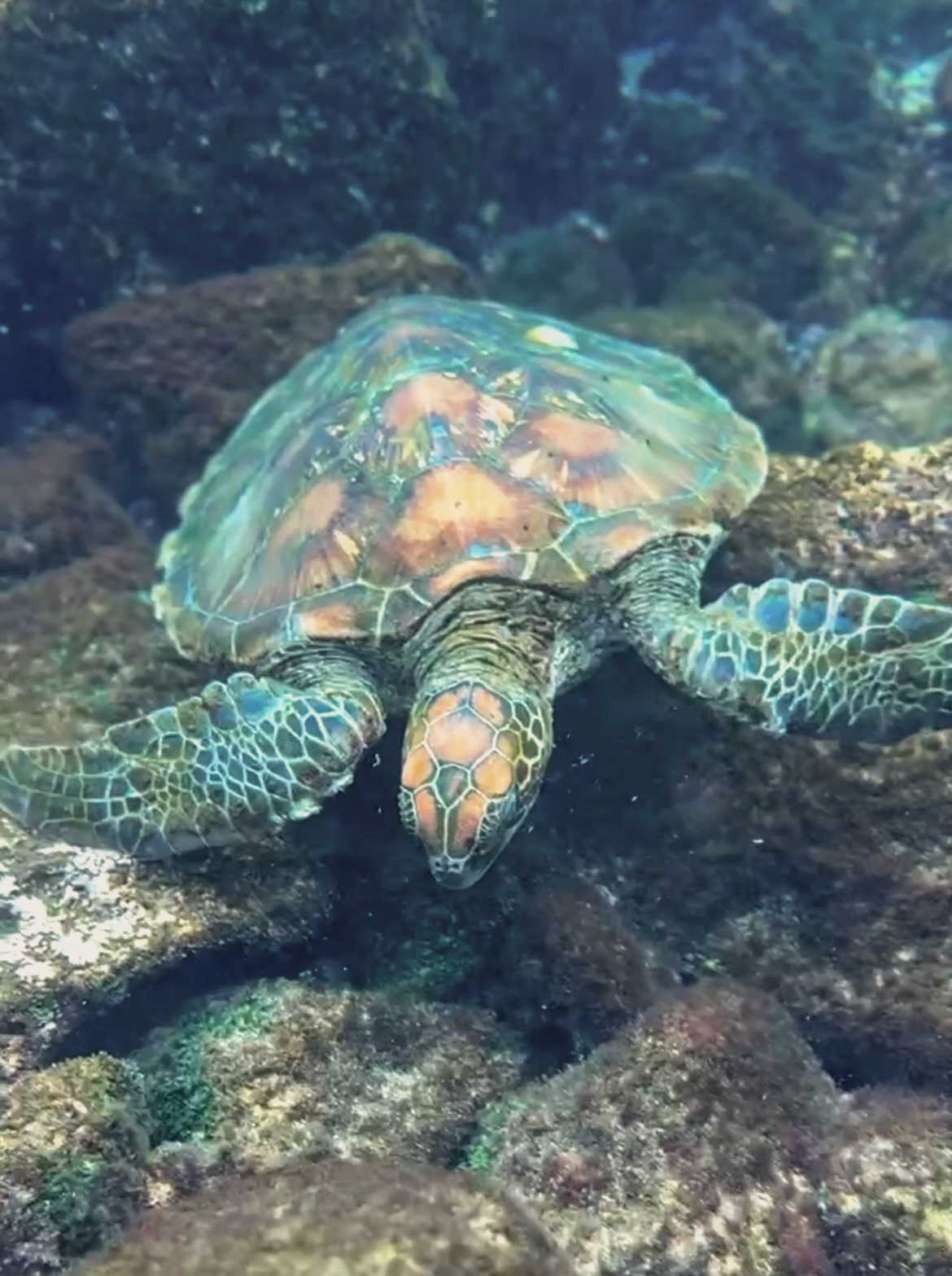 A large green sea turtle swimming through the crystal clear blue ocean water during a day trip excursion.
