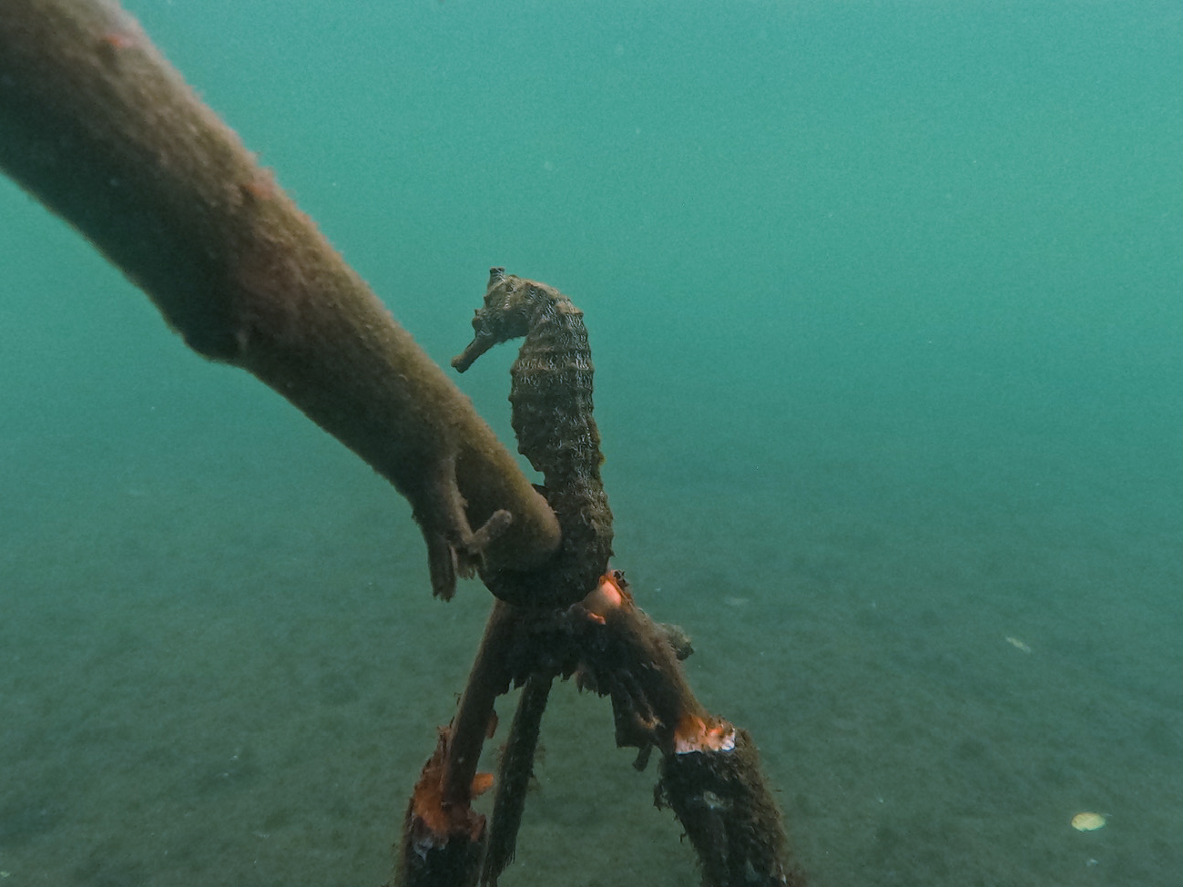 A large wild yellow seahorse resting quietly inside the green marine algae underwater during a boat excursion.