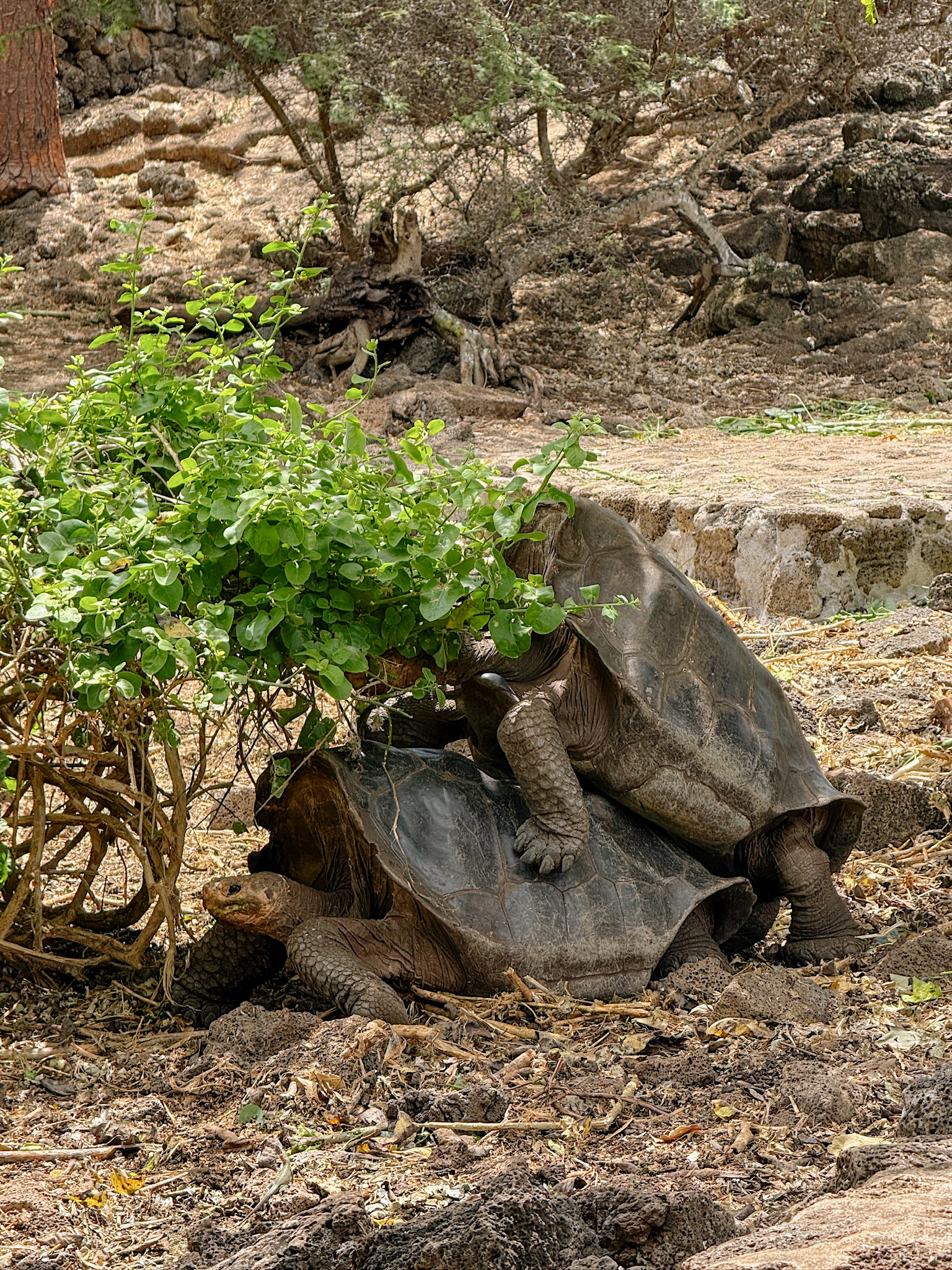 3 massive prehistoric giant tortoises gathering around a dirt feeding area inside a large walled conservation enclosure.