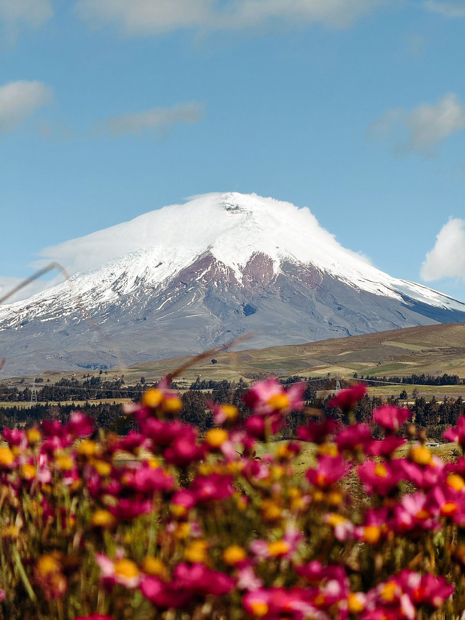 A scenic view of the massive volcanic cone with clusters of vibrant wild pink flowers scattered throughout the high altitude meadows in the foreground.
