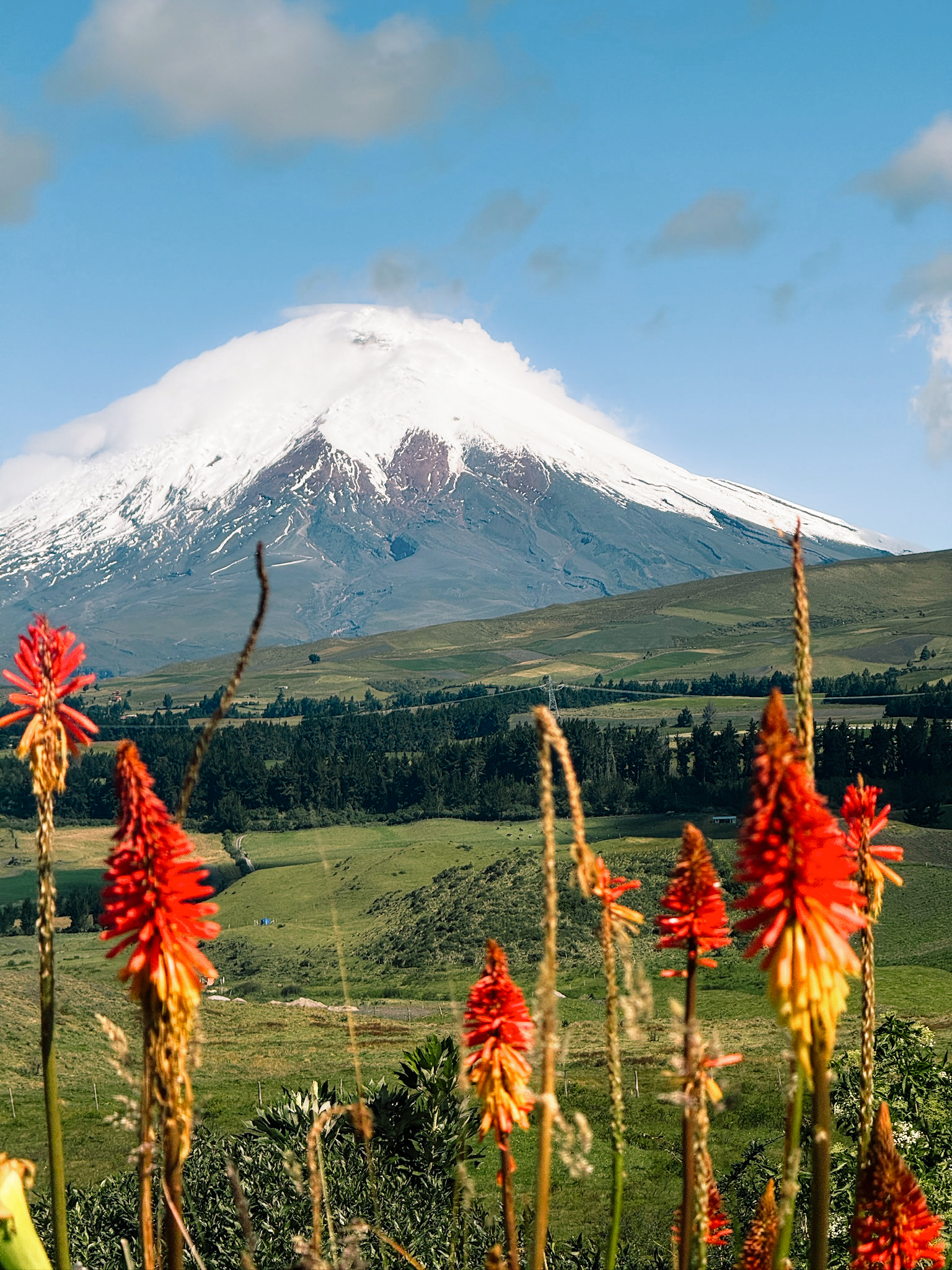 A beautiful landscape view of the snow peak volcano with delicate wild red paramo flowers blooming in sharp focus in the grass foreground.