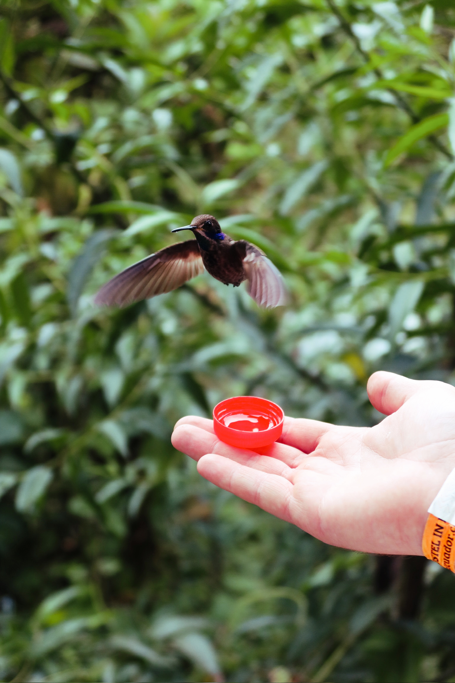 A close up shot of a hand holding a tiny red cup of sugar water nectar while a wild iridescent hummingbird hovers right above to feed.