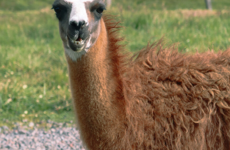 A close up shot of a friendly woolly brown llama standing on a grassy hill within the grounds of the Secret Garden eco lodge.