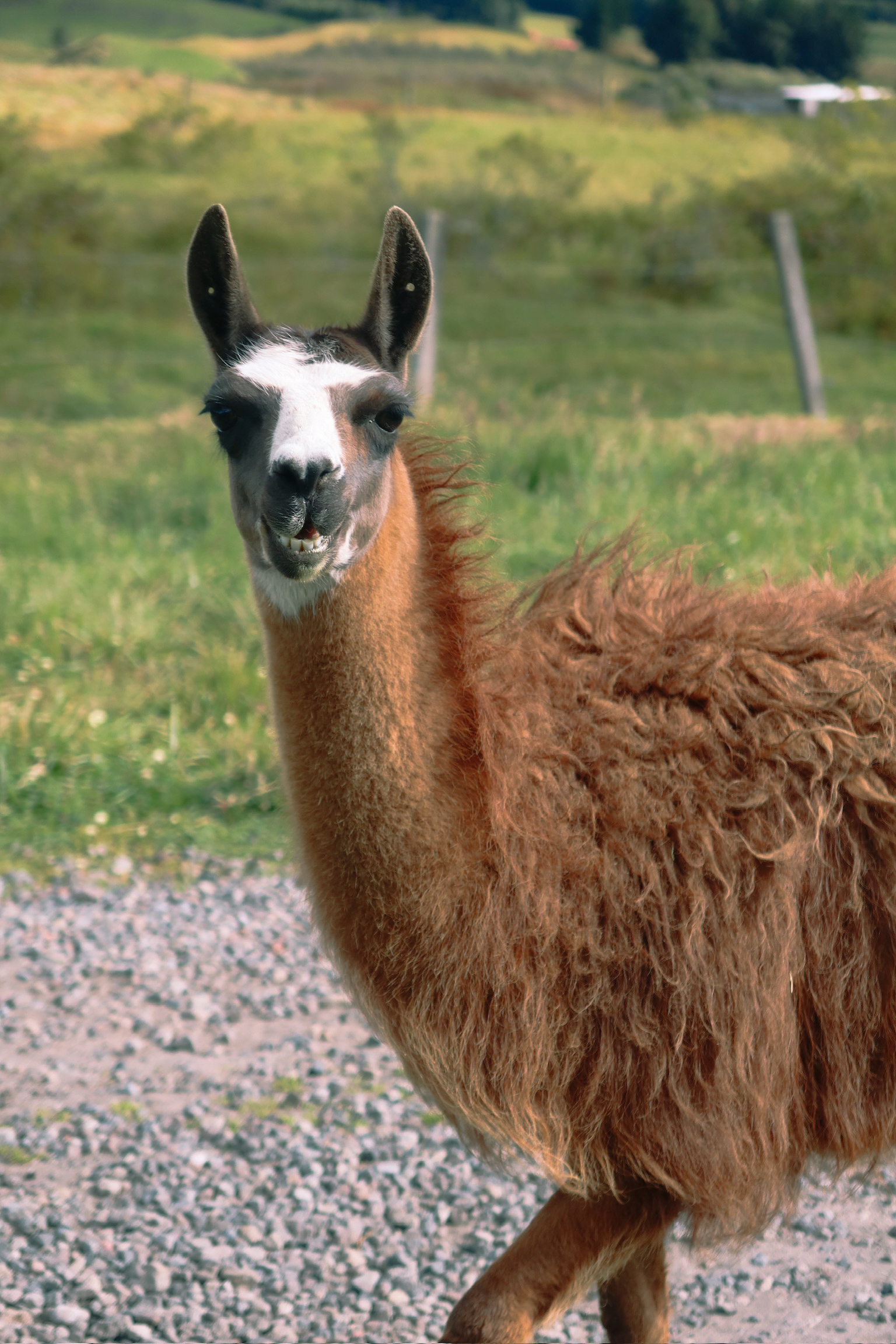 A close up shot of a friendly woolly brown llama standing on a grassy hill within the grounds of the Secret Garden eco lodge.