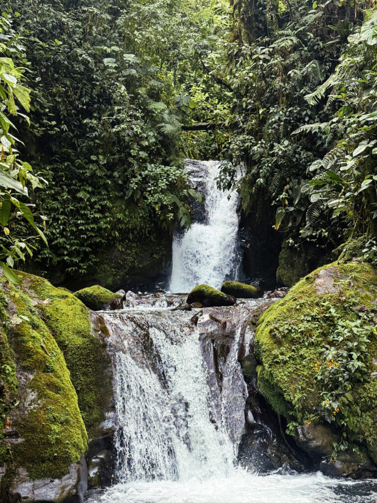A beautiful wilderness view of a rushing white water waterfall cascading over dark rocks into a pool surrounded by dense green jungle foliage.
