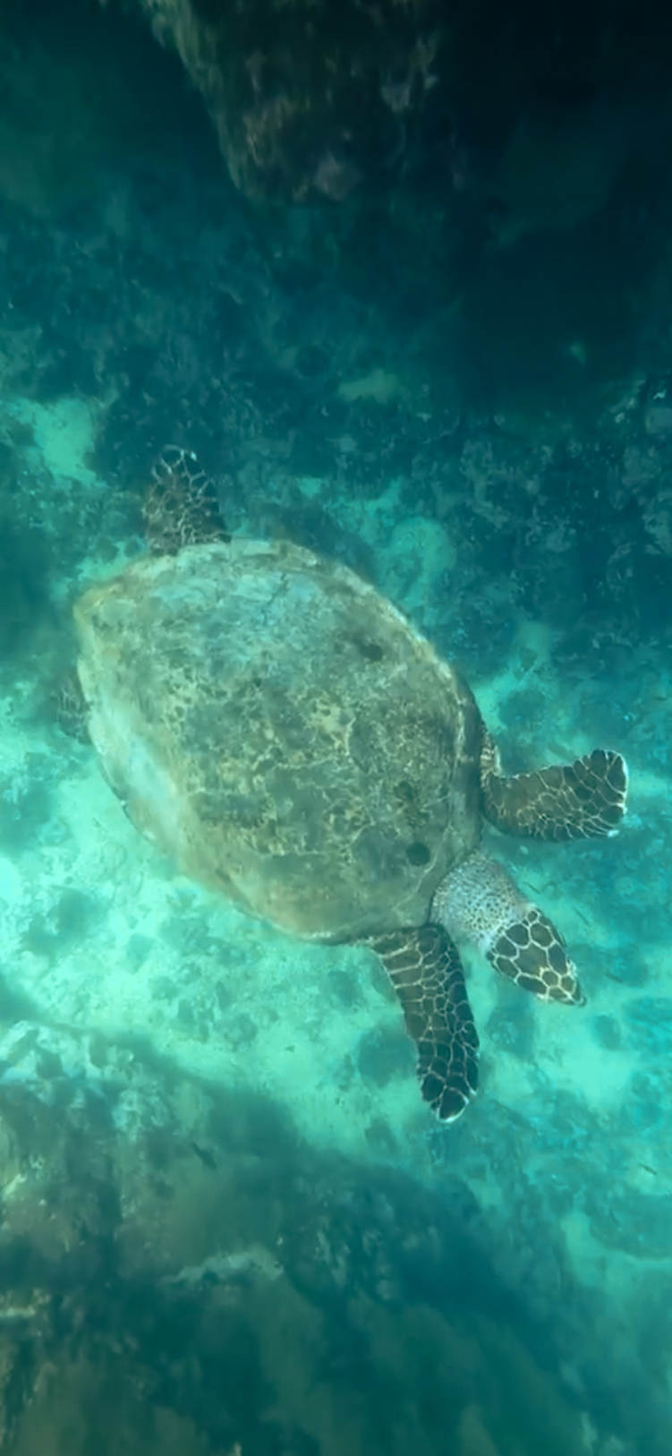 A green sea turtle swimming gracefully through the mangrove waters of Concha de Perla