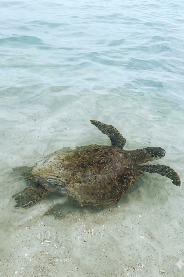 A large green sea turtle resting on the sandy beach right next to the Puerto Villamil passenger pier