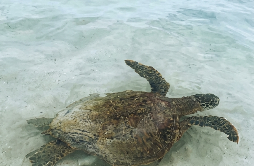 A large green sea turtle resting on the sandy beach right next to the Puerto Villamil passenger pier