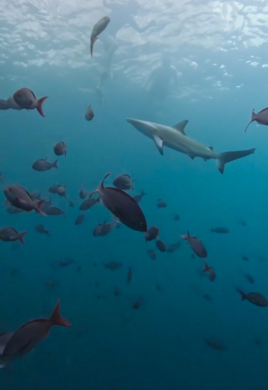 A large shark swimming through a massive school of small fish at Kicker Rock.