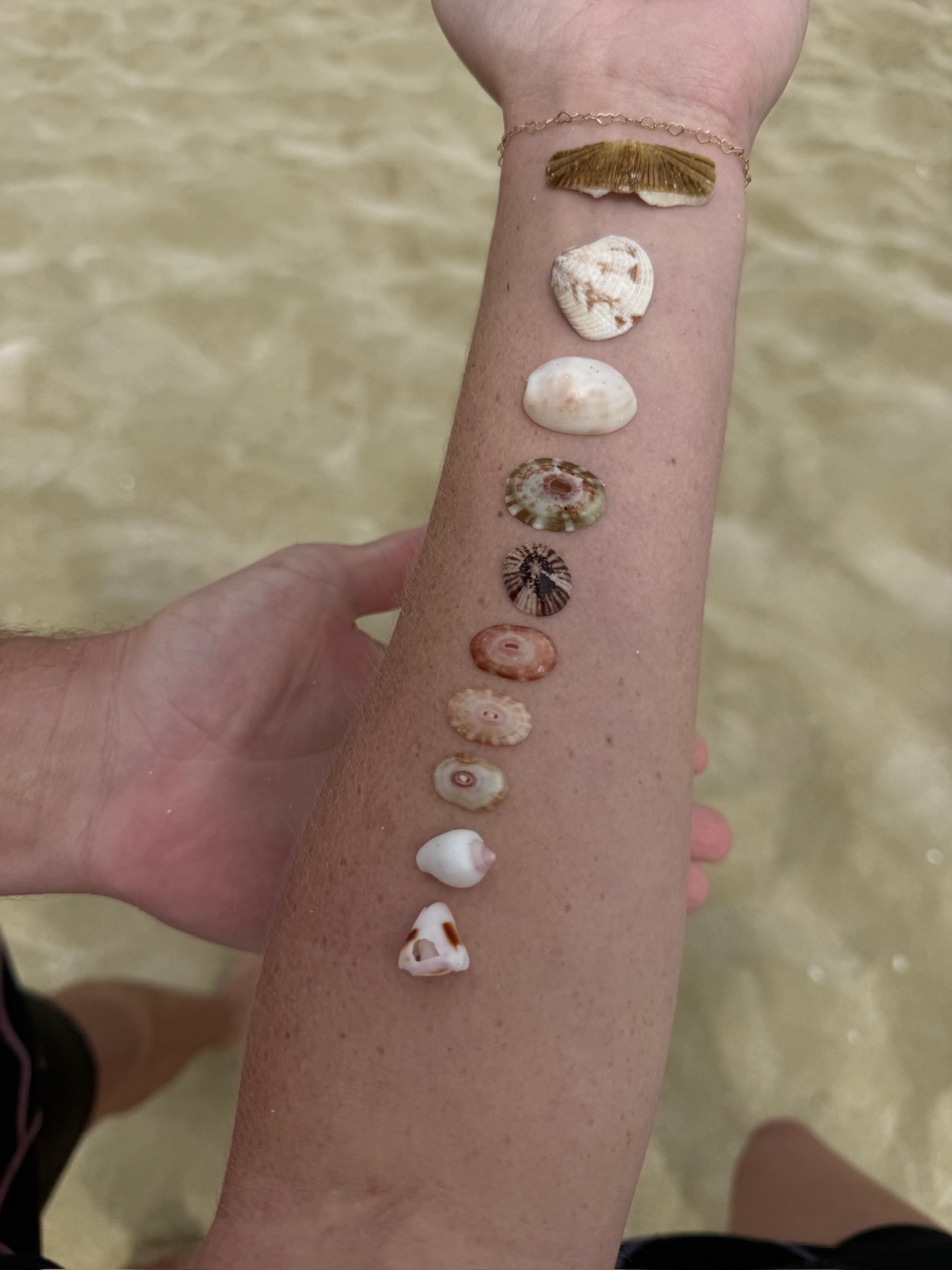 A collection of unique sea shells gathered on the white sand beach during a Kicker Rock tour stop.