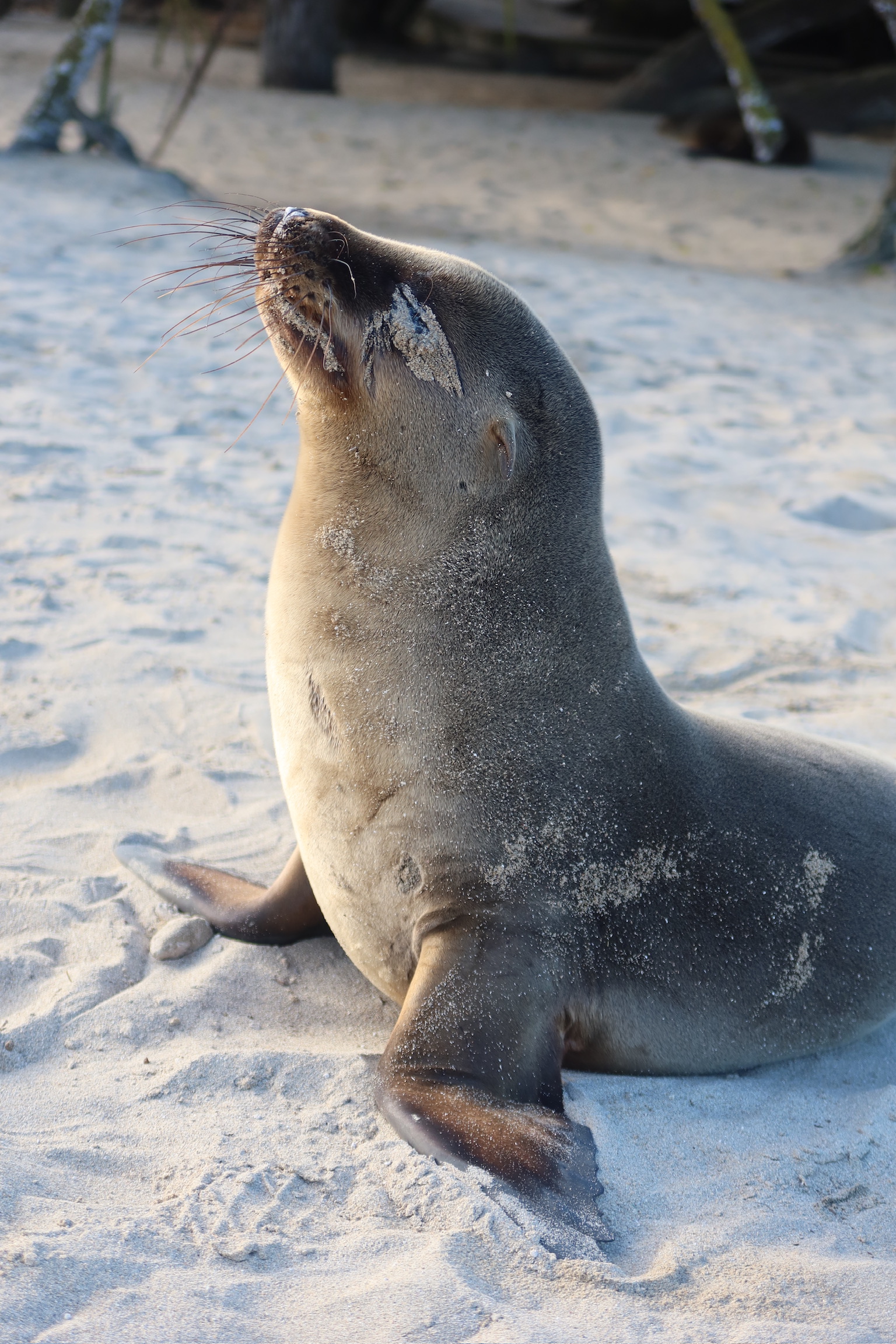A cute baby sea lion pup resting on the sand at Punta Carola beach. One of the best things to do in San Cristobal Island Galapagos.