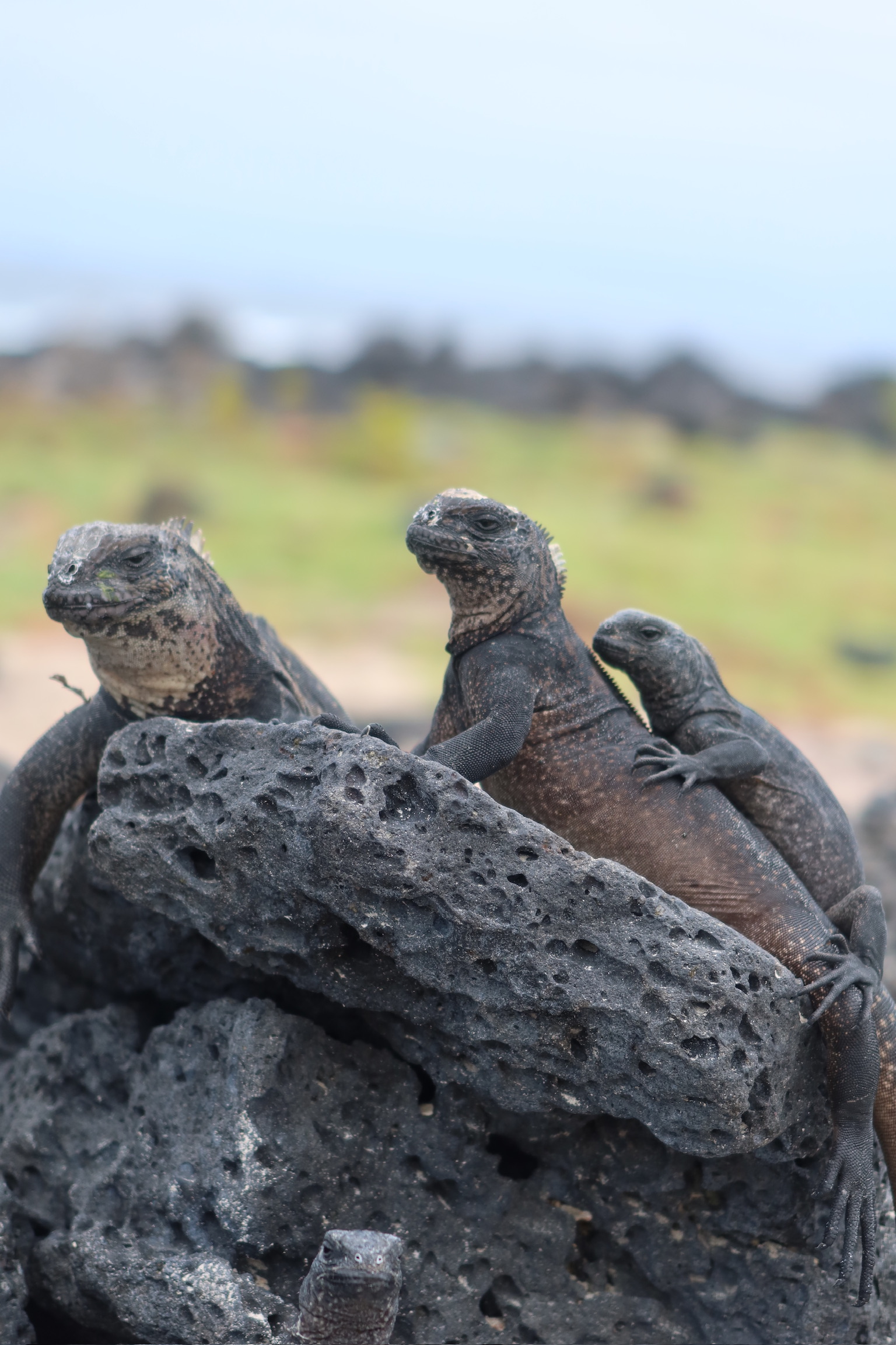 A black marine iguana sunbathing on the dark volcanic rocks of Punta Carola beach.