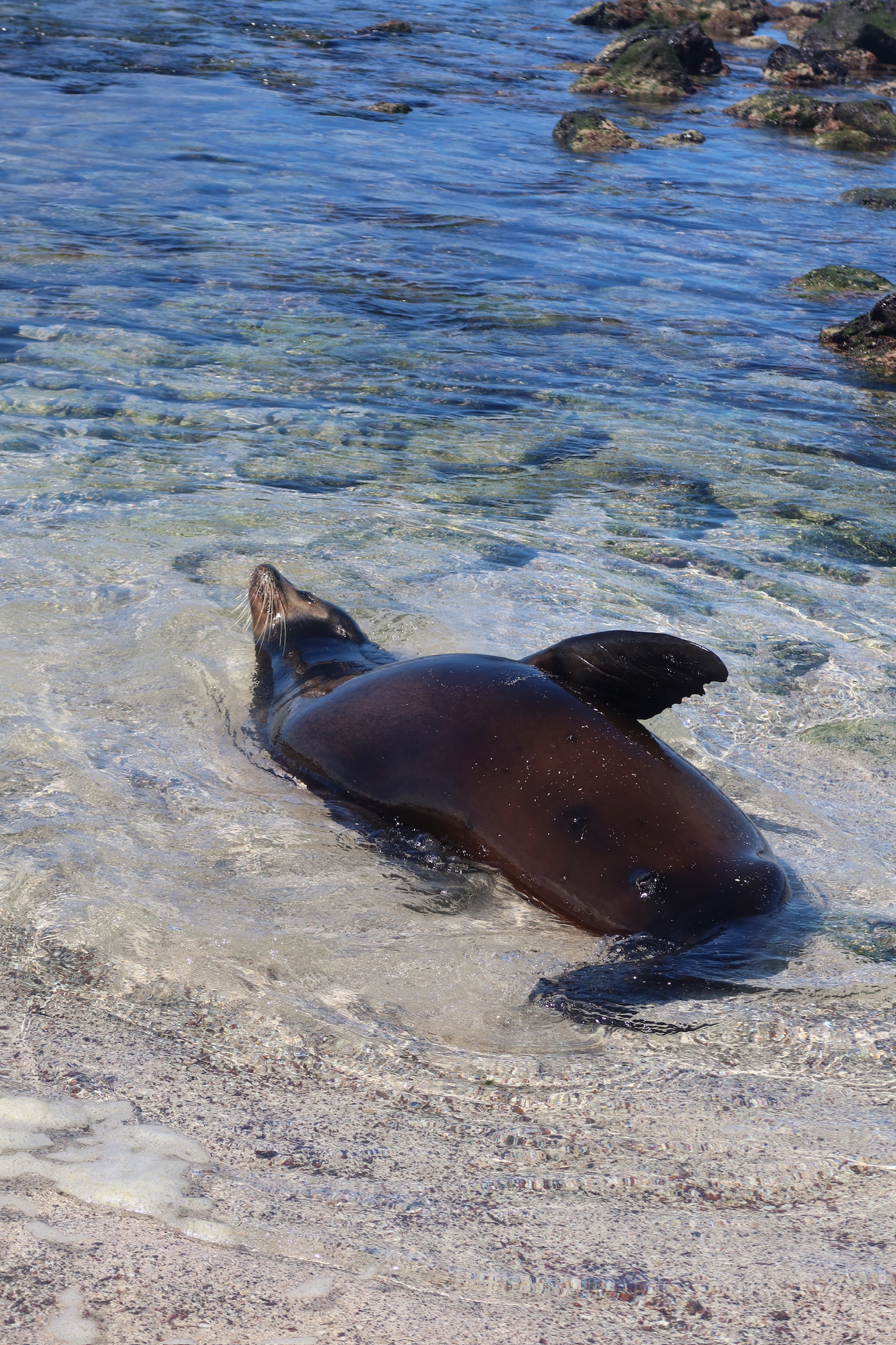 A large sea lion swimming in the clear blue water at the sea lion colony beach.