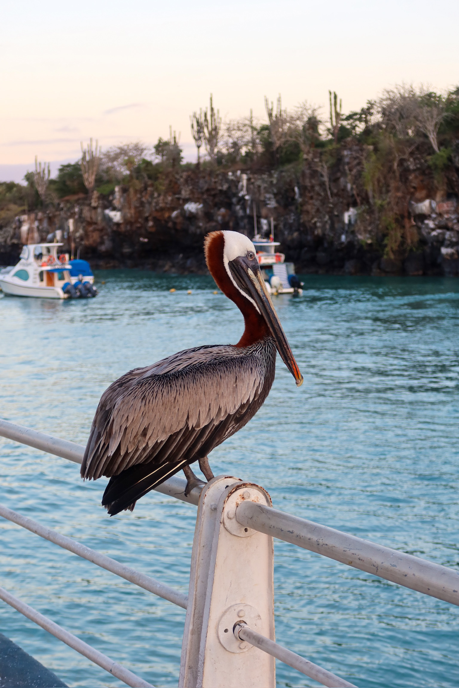 A large Galapagos pelican sitting on the wooden pier in Santa Cruz Island